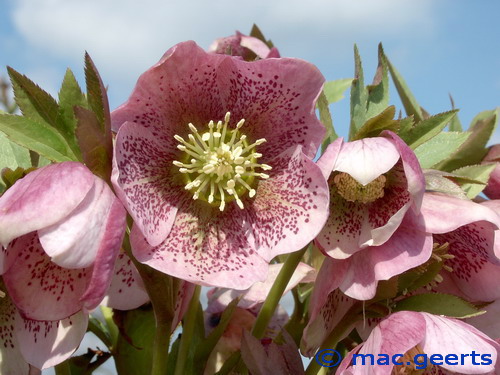 helleborus hybr